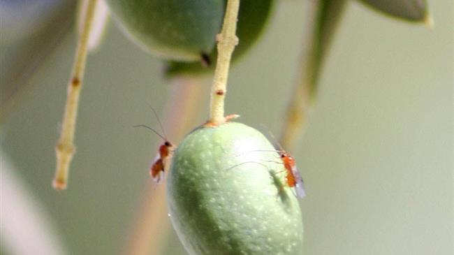 Περιφέρεια Θεσσαλίας: Ξεκίνησε τη διενέργεια γενικού δολωματικού ψεκασμού για τον δάκο