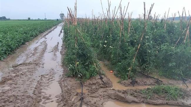  Ό,τι γλίτωσε από το χαλάζι απειλείται από τη βροχόπτωση
