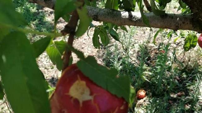 Σε απόγνωση οι αγρότες Ημαθίας: Μεγάλες καταστροφές στην παραγωγή ροδάκινων αλλά αποζημίωση γιοκ