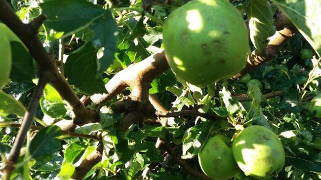 Εκτίμηση ζημιών στη φυτική παραγωγή εξαιτίας των πρόσφατων ακραίων καιρικών φαινομένων