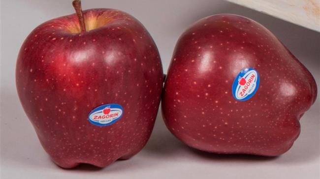 ΖΑΓΟΡΙΝ: Συνεχίζει δυναμικά με νέα Διοίκηση