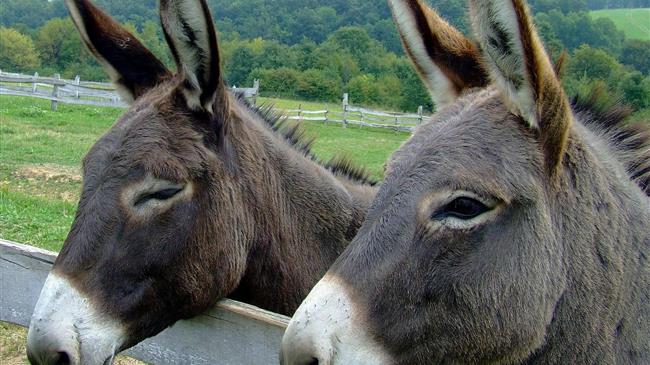 Στον εισαγγελέα για δύο γαϊδουράκια η Φιλοζωϊκή