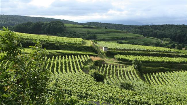 ΟΠΕΚΕΠΕ: Ολοκληρώθηκε η καταβολή του 65% για τον αμπελώνα Ν. Θήρας