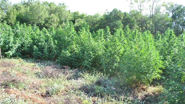 Φυτεία εντοπίστηκε στον Παρνασσό