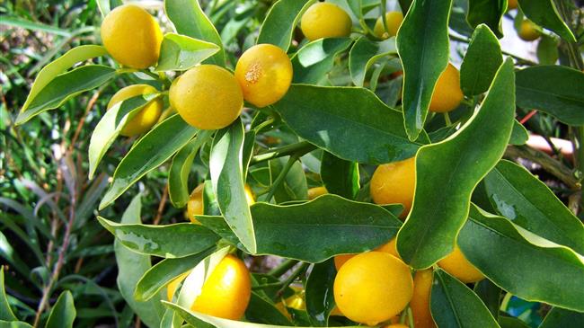 Η κιτροκαλλιέργεια…