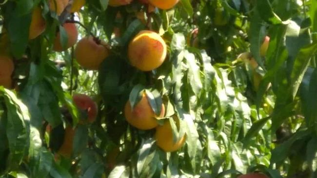 Σε ΦΕΚ οι αποφάσεις για τις ενισχύσεις 28,1 εκατ. ευρώ σε βερίκοκα, νεκταρίνια, επιτραπέζια και μεταποιημένα ροδάκινα