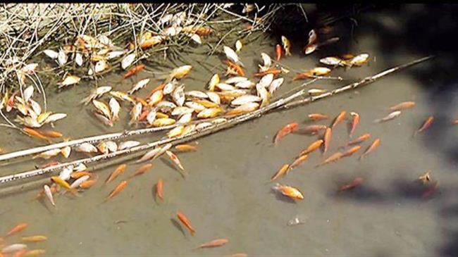  Εκατοντάδες νεκρά ψάρια στο φράγμα Αποσελέμη
