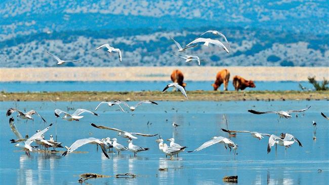  «Προστασία  της  άγριας  ορνιθοπανίδας»  
