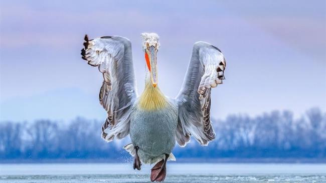 Πρώτο βραβείο για τη φωτογραφία του δαλματικού πελεκάνου της λίμνης Κερκίνης 