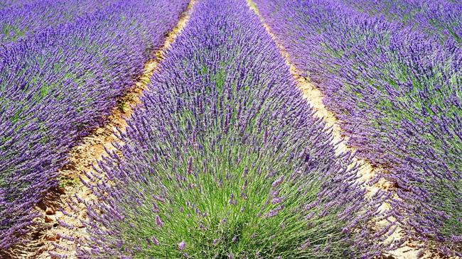 Ραντεβού για παραγωγούς αρωματικών βοτάνων Ηπείρου