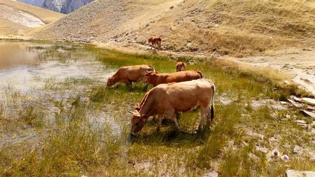 Η ανεξέλεγκτη βόσκηση απειλεί τη Δρακόλιμνη και όχι μόνο…
