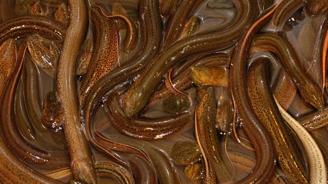 Απαγόρευση Αλιείας Χελιού στην Κέρκυρα