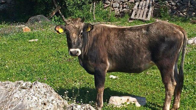 Ενημέρωση-εργασία για την εκτροφή της Βραχυκερατικής φυλής