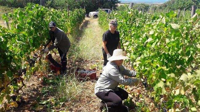 Νάουσα: ικανοποιητικά χαρακτηριστικά μείωση όγκου παραγωγής