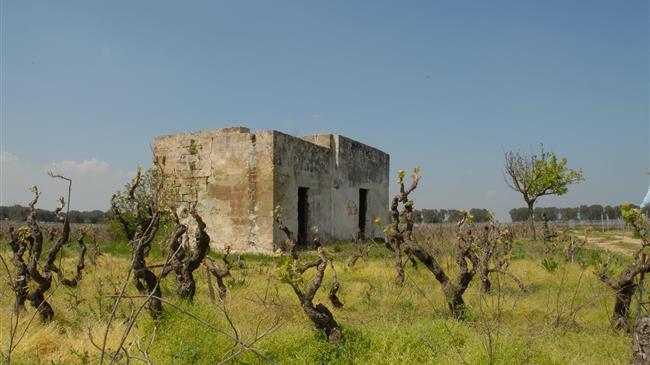 Μειωμένη κατά 9% η ιταλική συγκομιδή, αλλά πρώτη παγκόσμια παραγωγός οίνου η Ιταλία