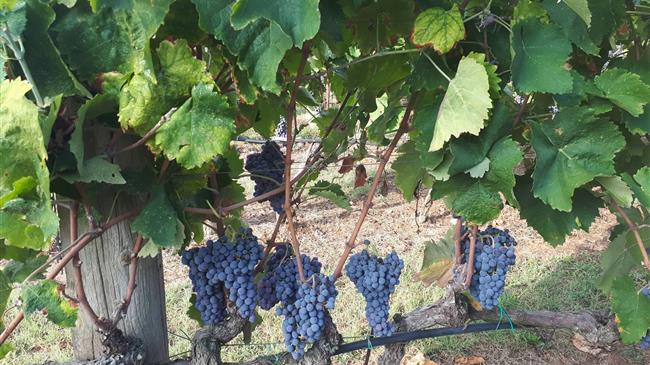 Υποβολή εκπροθέσμων δηλώσεων συγκομιδής σταφυλιών οινοποιήσιμων ποικιλιών αμπέλου για το έτος 2019