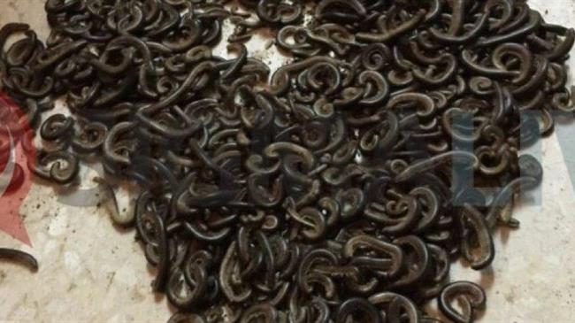 Σκουλήκια γέμισε χωριό των Τρικάλων