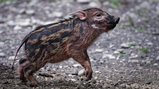 Το πρόβλημα με τα αγριογούρουνα έχει πάρει εφιαλτικές διαστάσεις 