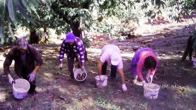 Ζωντάνεψαν και φέτος τα «Καστανωτά» στις ανατολικές πλαγιές του Ολύμπου στην Πιερία 