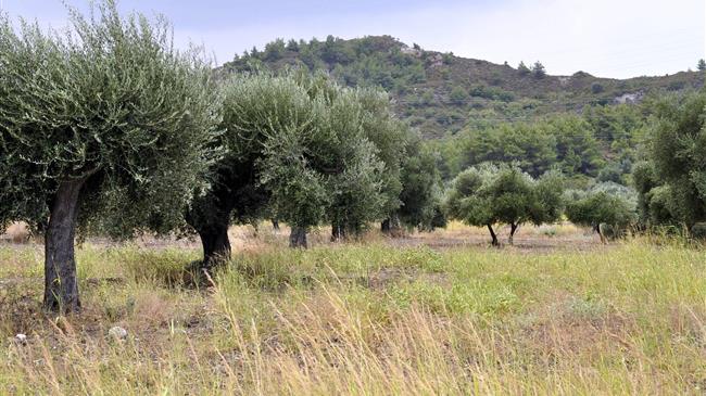 Η Ελλάδα είναι η μόνη ελαιοπαραγωγική χώρα που ξεκινά τη συλλογή  αργά