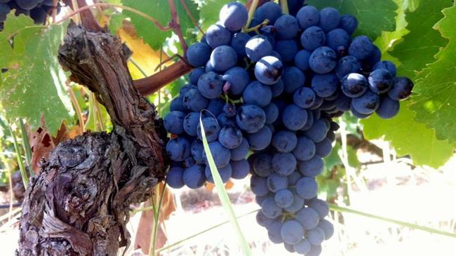 Φλώρινα: Αιτήσεις για άδεια φύτευσης οινοποιήσιμων ποικιλιών αμπέλου