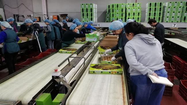 Κινήσεις για άνοιγμα και της αγοράς της Ταϊλάνδης στο ελληνικό ακτινίδιο 