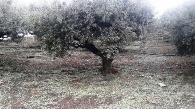 Προκαταβολή στους μη κατά κύριο επάγγελμα αγροτών για ζημιές  από θεομηνίες σε φυτικά μέσα παραγωγής