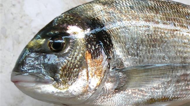 Οι Τούρκοι "ψαράδες" κέρδισαν τη μάχη της τσιπούρας