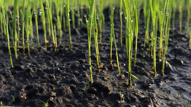 Ένταξη 50 αγροτών από το Νότιο Αιγαίο στο Υπομέτρο 6.3