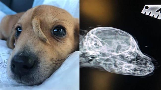 Κουτάβι γεννήθηκε με ουρά στο κεφάλι