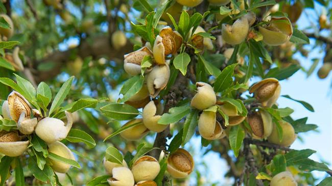 Ασθένειες και Εχθροί της Αμυγδαλιάς