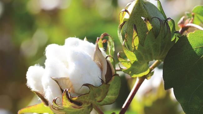 Η SIPCAM Ελλάς αναλαμβάνει την αποκλειστική διανομή των σπόρων της GREENCO στη Νότια Ευρώπη