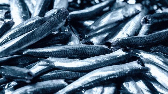 Αλιεία γάδου της Βαλτικής και ρέγγας της Δυτικής Βαλτικής