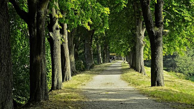  	 Μάξιμος προς Χατζηδάκη: "Συγκεκριμένα μέτρα και χρονοδιάγραμμα για τα καστανοπερίβολα "