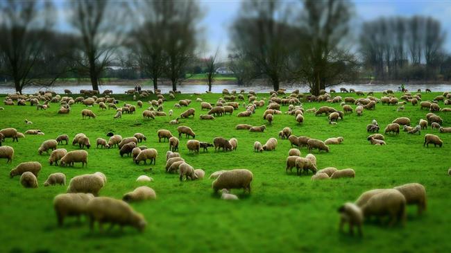 Νέα Αριστερά: Τρία χρόνια μετά, η ενίσχυση «Αμάλθεια» παραμένει άφαντη για τους νησιώτες κτηνοτρόφους
