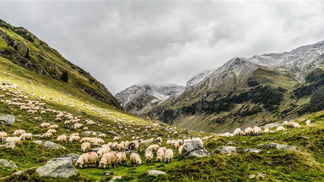 Βελόπουλος: Ζητά άμεση στήριξη παραγωγών ζωοτροφών στις ζώνες ευλογιάς – Προτείνει τεχνητή αποξήρανση για απολύμανση