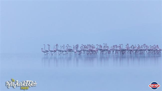  Διάκριση της Κρι Κρι στον θεσμό Bravo Sustainability Dialogue and Awards για το πρόγραμμα ΕΚΕ «Γαλακτικό Χωριό»