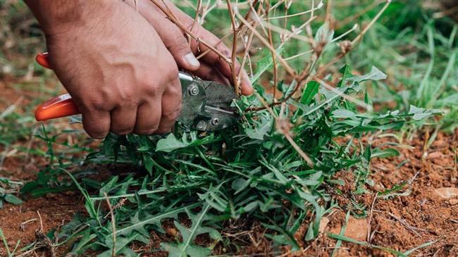 Δηλώσεις ζημιών για τους παραγωγούς σταμναγκαθιού
