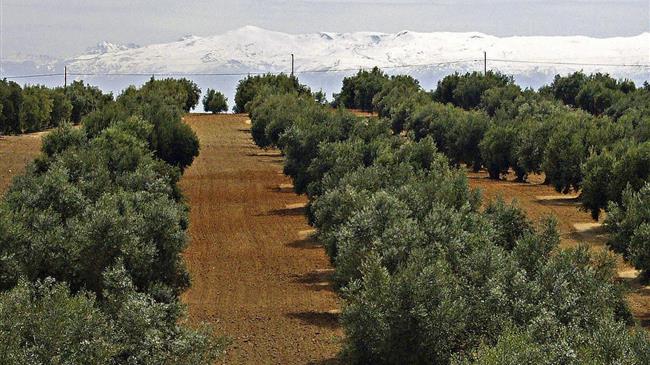  Δύο ημερίδες στην Κίσαμο με θέμα «Ασθένειες και Εχθροί της Ελιάς»