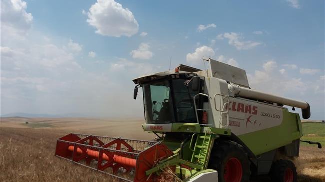 Η μέση τιμή του σκληρού σίτου αυξήθηκε σχεδόν κατά 24% το 2019