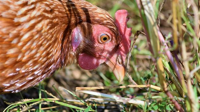 Η Κομισιόν επικαιροποιεί τα μέτρα για τη γρίπη των πτηνών μετά από 74 νέα κρούσματα σε εκτροφές