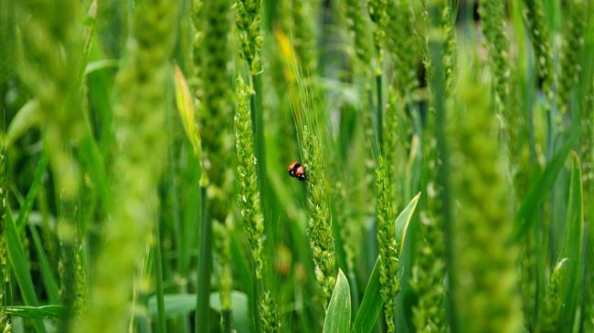 Ήπειρος: Καθορισμός περιόδου συγκομιδής και μεταφοράς αγροτικών προϊόντων έτους 2020