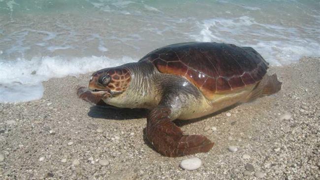 Νεκρή εντοπίστηκε μια θαλάσσια χελώνα
