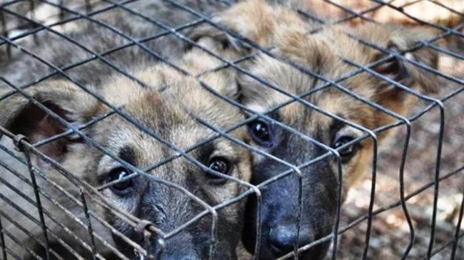 Το ΕΚ ζητά μέτρα κατά της παράνομης διακίνησης ζώων συντροφιάς