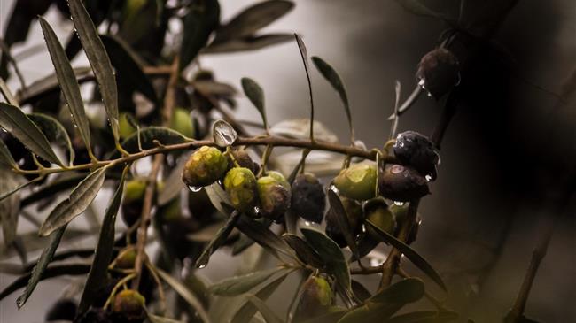 Αποζημίωση των ελαιοπαραγωγών ζητεί το ΕΚΗ