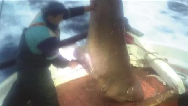 Ψάρεψαν καρχαριοειδές 400 κιλών!