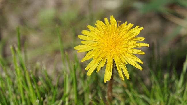 Βιοποικιλότητα: Η COP-15 θα μεταφερθεί από την Κουνμίνγκ της Κίνας στο Μόντρεαλ του Καναδά