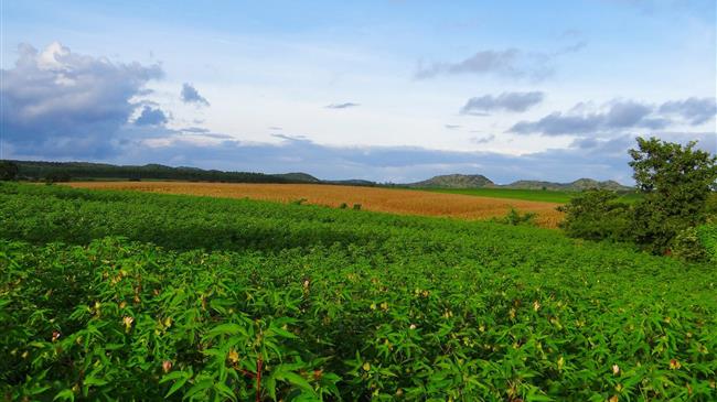 Ο τομέας του αειφόρου βαμβακιού συνεχίζει να αναπτύσσεται