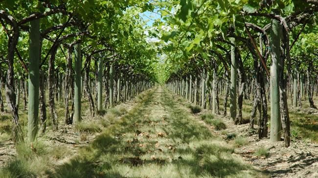 Δηλώσεις συγκομιδής οινοποιήσιμων σταφυλιών για το έτος 2024