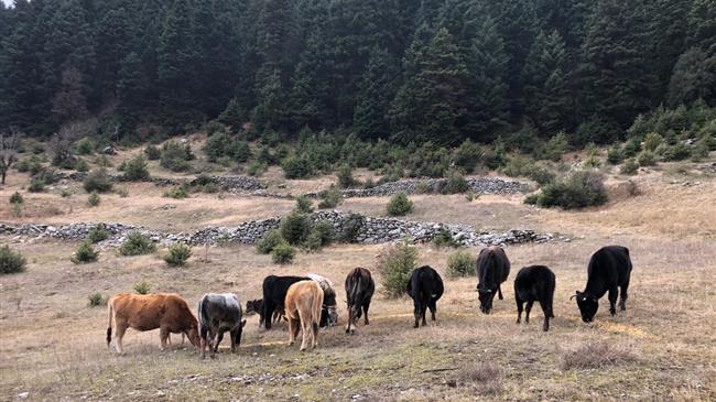 Χαλκιδική: Ενημέρωση κτηνοτρόφων κατανομής των επιλέξιμων βοσκοτόπων έτους 2021